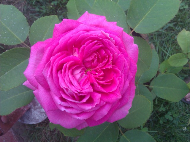 Różowa róża czepna