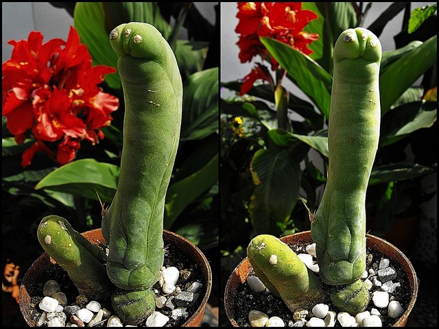 Trichocereus bridgesii ''Penis plant''
