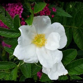 Biała różyczka