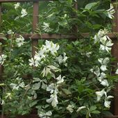 biało-zielone clematisowe kwiaty