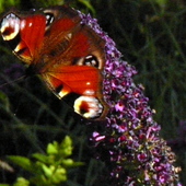 Budleja,motyli krzew