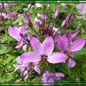 Cleome spinosa...