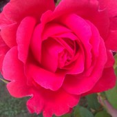 Czerwona Róża Czep