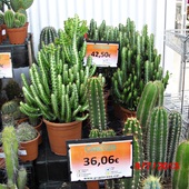 dla   milosnikow  kaktusow