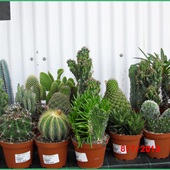dla   milosnikow   kaktusow