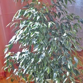 Ficus Beniaminek