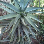kaktusowaty ;)