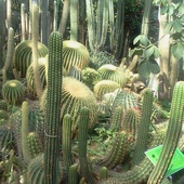 kaktusowy las ;)