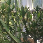 kaktusy .