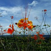 Kwiatki z wyspy Bohol
