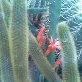 kwitnący kaktus ;)