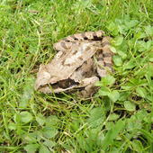 Moja żabka , Oswojo