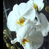 Orchidea dla bratowej na imieniny.
