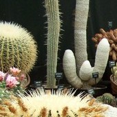 Raj dla kaktusiarzy:)