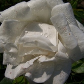 Róza biała.