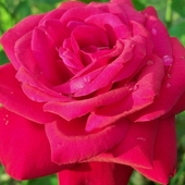 Róża Ingrid Bergman.