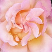 róża jedna z wielu pięknych róż