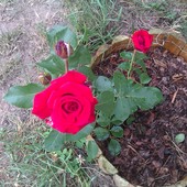 Róża, która przetrwała zimę w donicy, ukryta pod świerkami