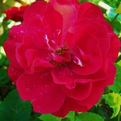 Róża pnąca Paul's Scarlet Climber.