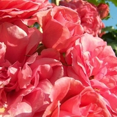 Róża pnąca Rosarium Uetersen.