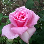 Róża - Przepiękni