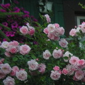 róża różowa pnąca,