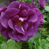 róża w Basi - Werki kolorze