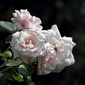 róża w delikatnym różowym kolorze