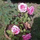 Róża wielkokwiatowa