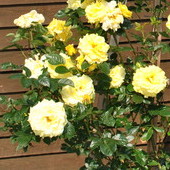 róża żółta pnąca