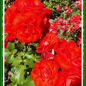Róże Lasevillane