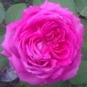 Różowa Róża Czep