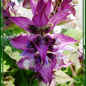Szałwia muszkatołowa (Salvia sclarea)...
