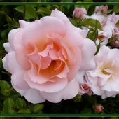 Tradycyjnie - inspiracja na różowe sny:-)
