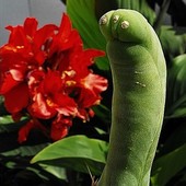 Trichocereus bridgesii ''Penis plant''