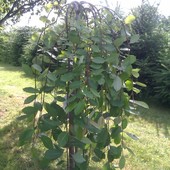 Wierzba Iwa 'Pendula' - Salix caprea 'Pendula'