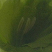 zielony gladiol