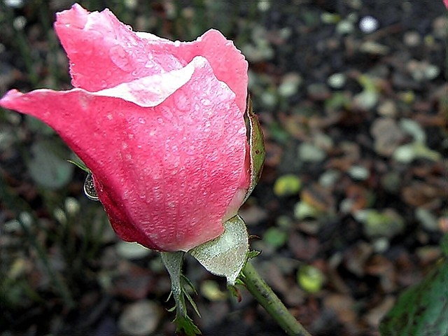 deszczowa róża