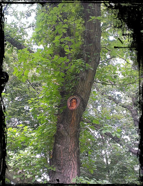 Dziwaczne drzewo