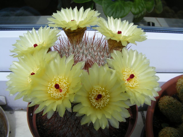 Jeszcze jeden kwitnący kaktusik :)