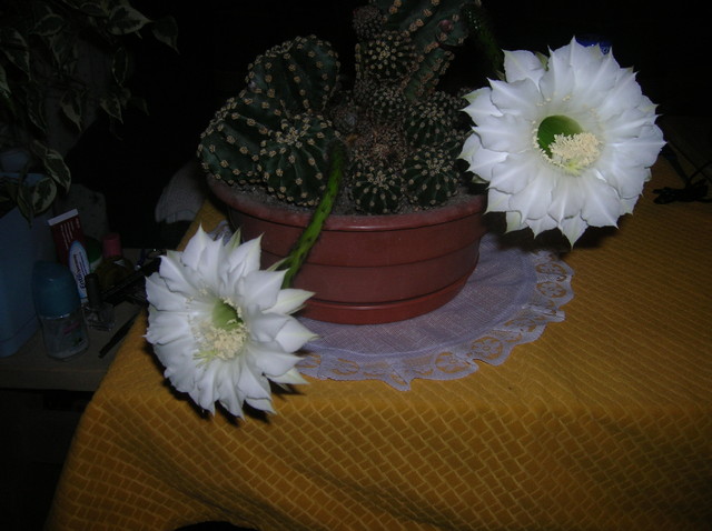 Kaktus z dwoma kwiatami.