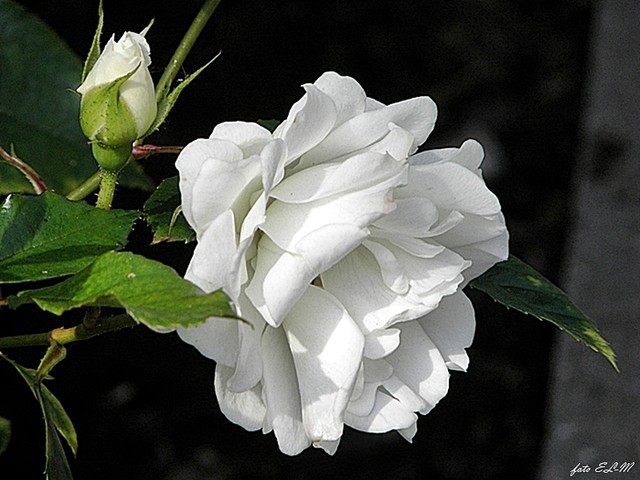 królowa kwiatów w białym kolorze