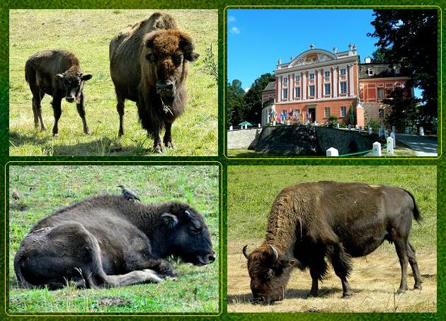 Kurozwęki, Pałac i bizony