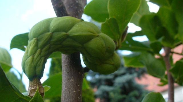 Magnolia czyżby to był owoc ?