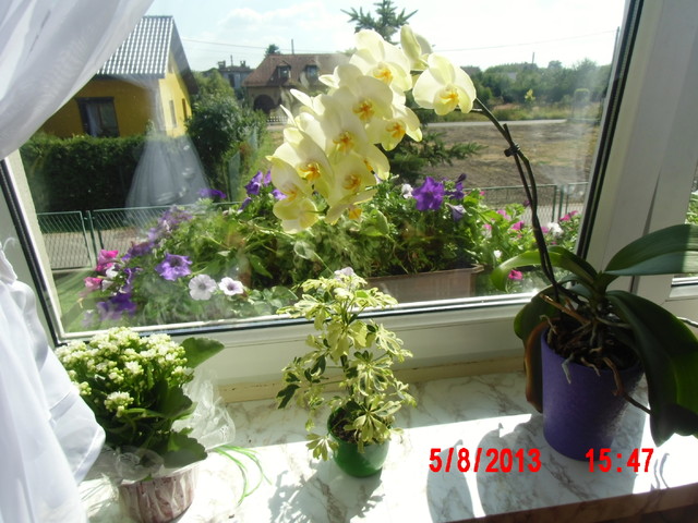 Moje roślinki (szefi, storczyk, surfinie za oknem:)