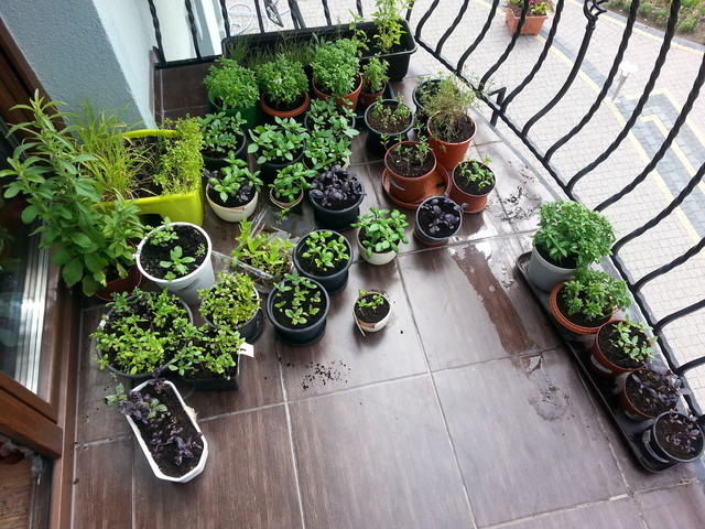moje zioła na balkonie. :)