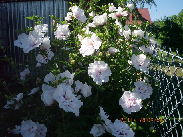 Ogrodowy hibiskus o białych, pełnych kwiatach. 