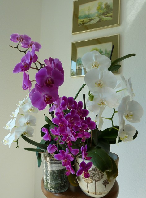 orchidee...