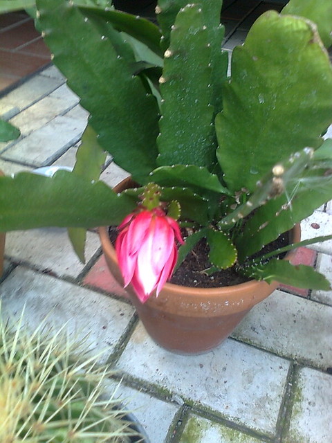 Piękny kwiat kaktusa.