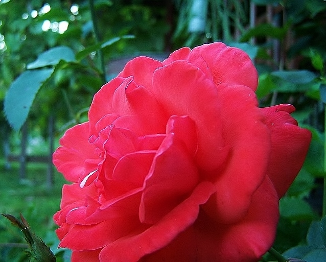 Róża czerwona.